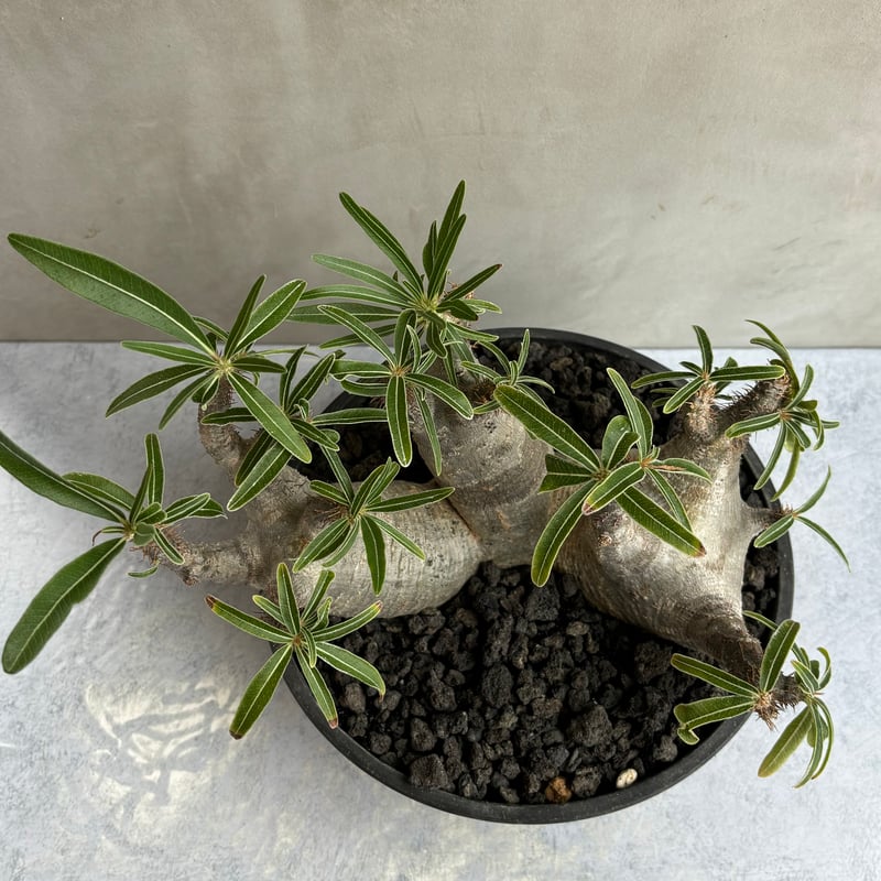 42.パキポディウム グラキリス