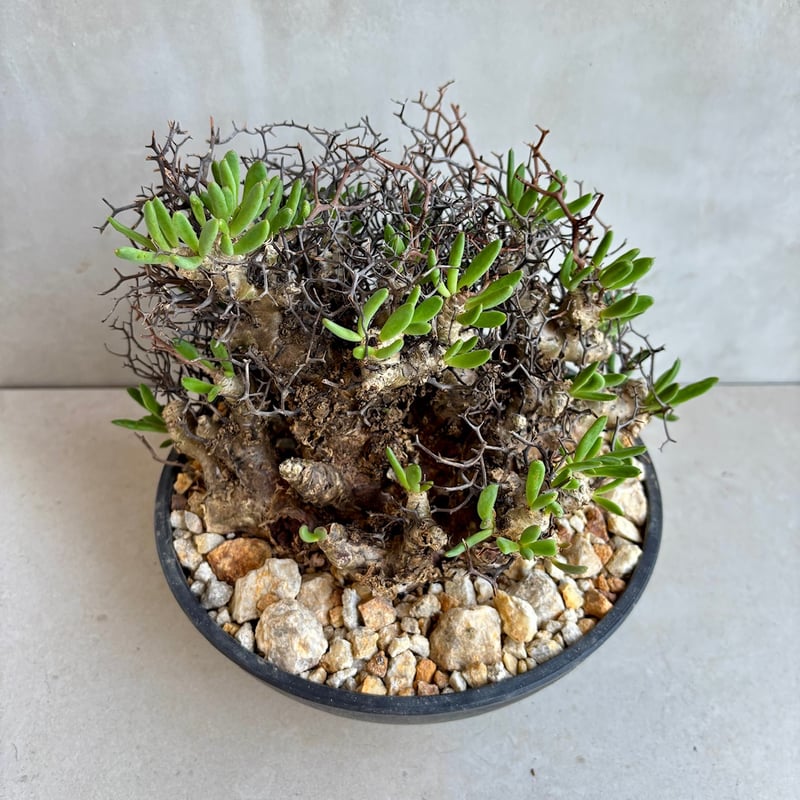 チレコドン・レティキュラーツス / 万物想【24dec14.e22-6】 | GOOD DAYS