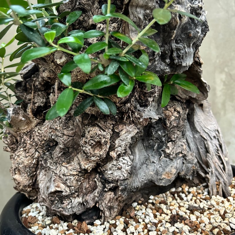 Old olive（24jun4.v3-7） | GOOD DAYS