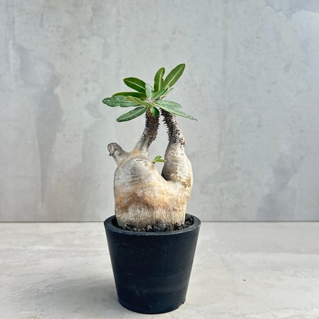 パキポディウムグラキリス | STORES