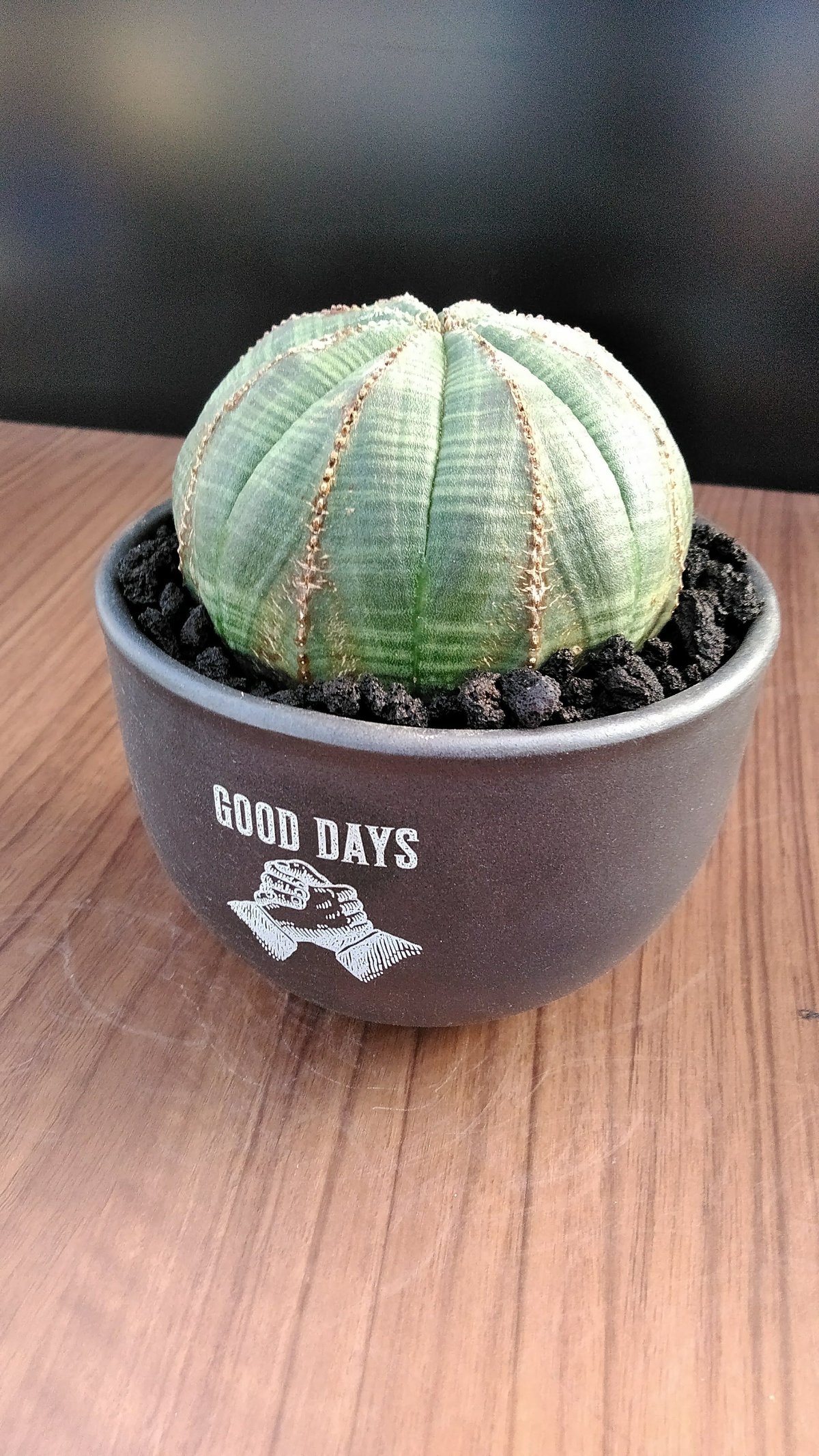 ユーフォルビア オベサ バリエム鉢入 【公式通販】