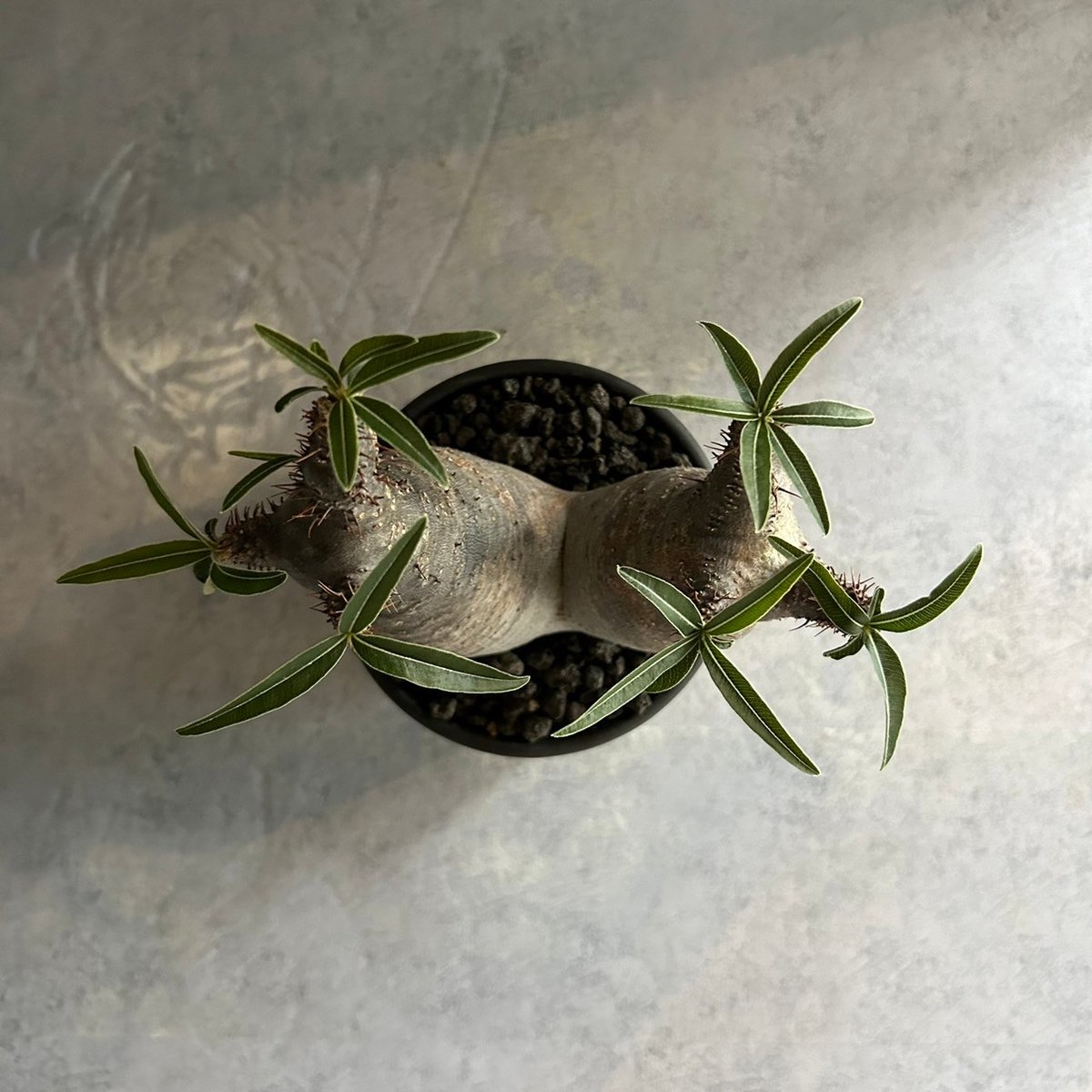 パキポディウム グラキリス ダブル GOODDAYS/黒鉢セット【23oct22.n2-4