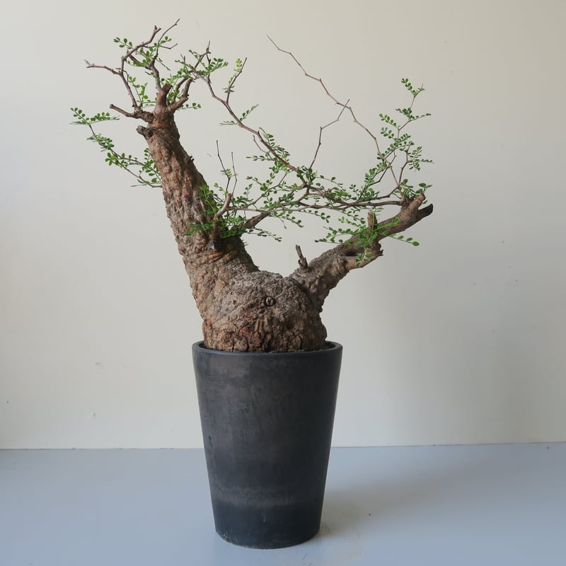 operculicarya pachypus オペルクリカリア・パキプス 03  