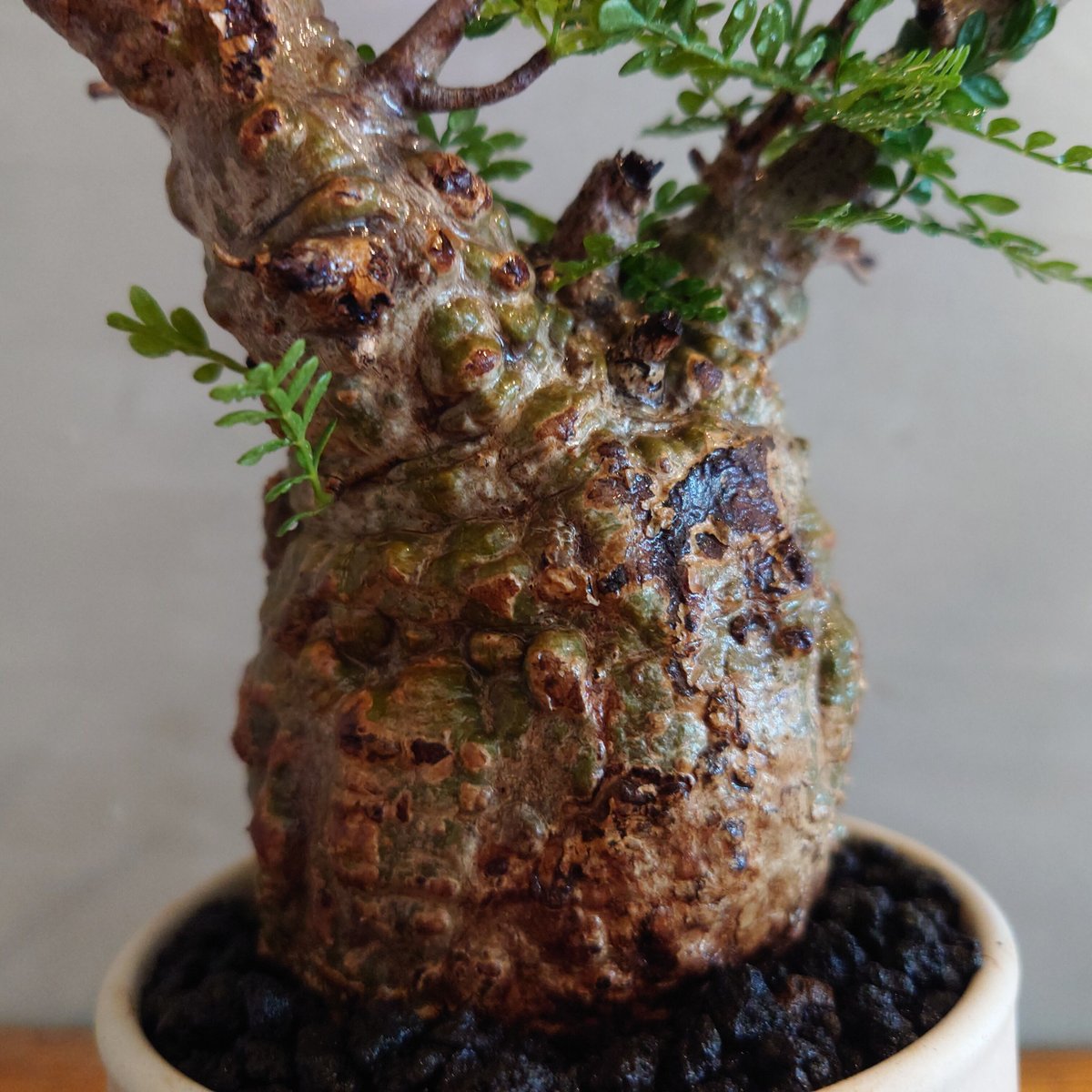 長*昭様 100粒種オペルクリカリア パキプスOperculicarya pac