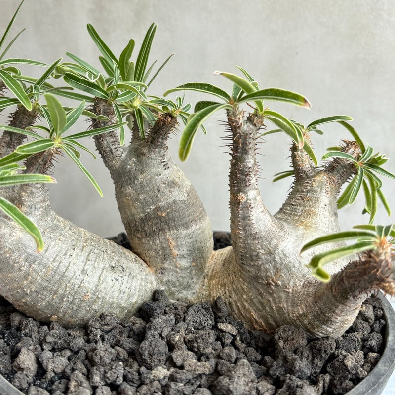 42.パキポディウム グラキリス