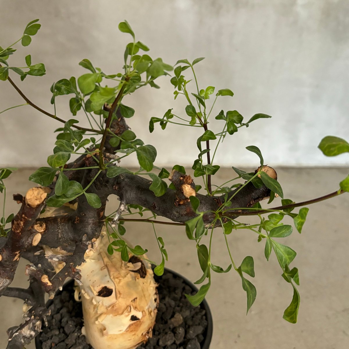 塊根植物 黒鉢付き コミフォラ カタフ ピュア コミフォラ・カタフ