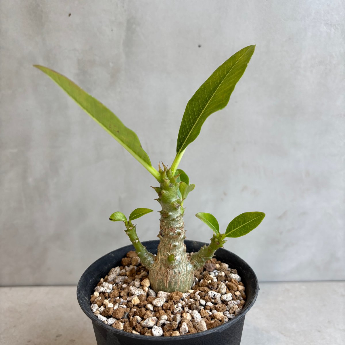 お父ちゃん 出品 パキポディウム ウィンゾリー 実生 コーデックス：パキポディウム ウィンゾリー 実生*葉幅15cm