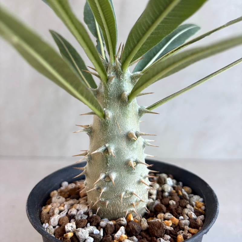 パキポディウム カクチペス 実生 パキポディウム・カクチペス【実生】(24nov27.h07-43) | GOOD DAYS