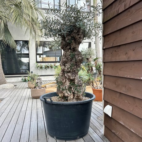 パキポディウムグラキリス | STORES