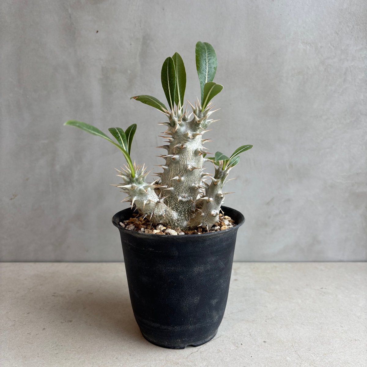 パキポディウム ホロンベンセ 実生6年株 園芸ネット本店｜パキポディウム：ホロンベンセ3号鉢植え* の通販【公式】