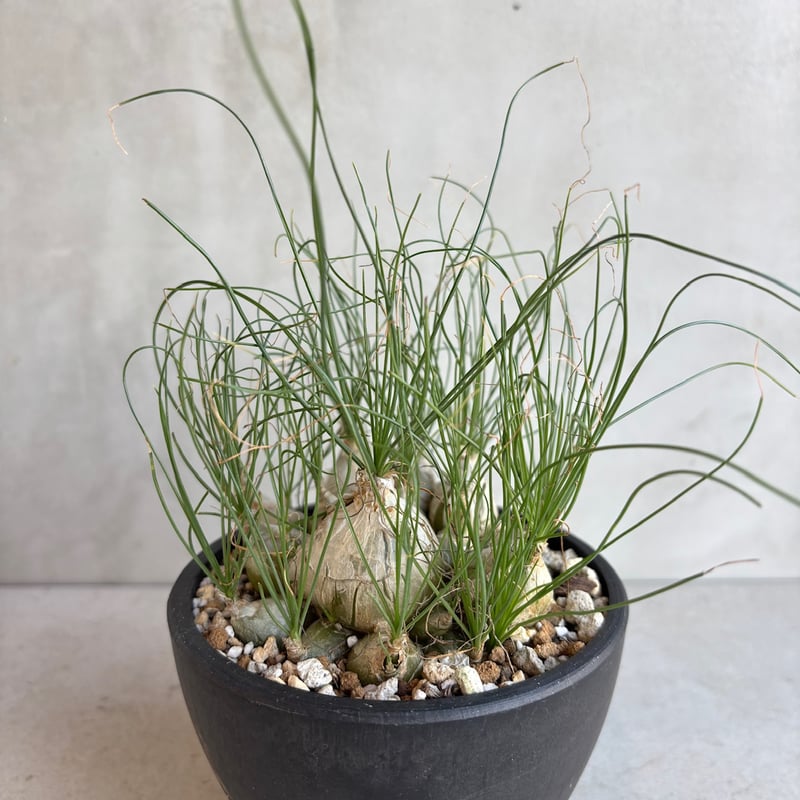 アルブカ・フミリス【実生】(24nov27.h14-1) | GOOD DAYS