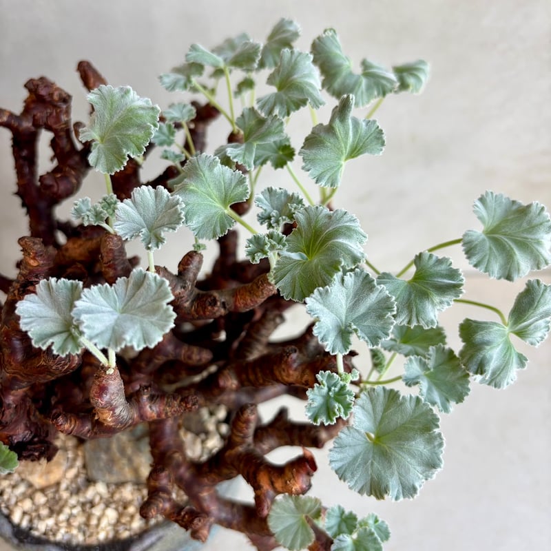 ペラルゴニウム・ミラビレ【浅見五郎助作品鉢】(24dec14.e24-11