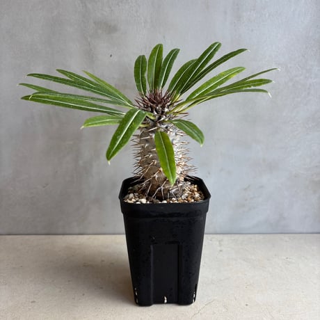 パキポディウムラメリー | STORES