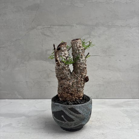 オペルクルカリアパキプス | STORES