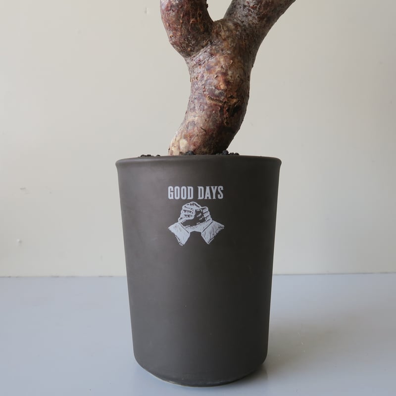 commiphora monstruosa コミフォラモンストローサ GOOD DAYS