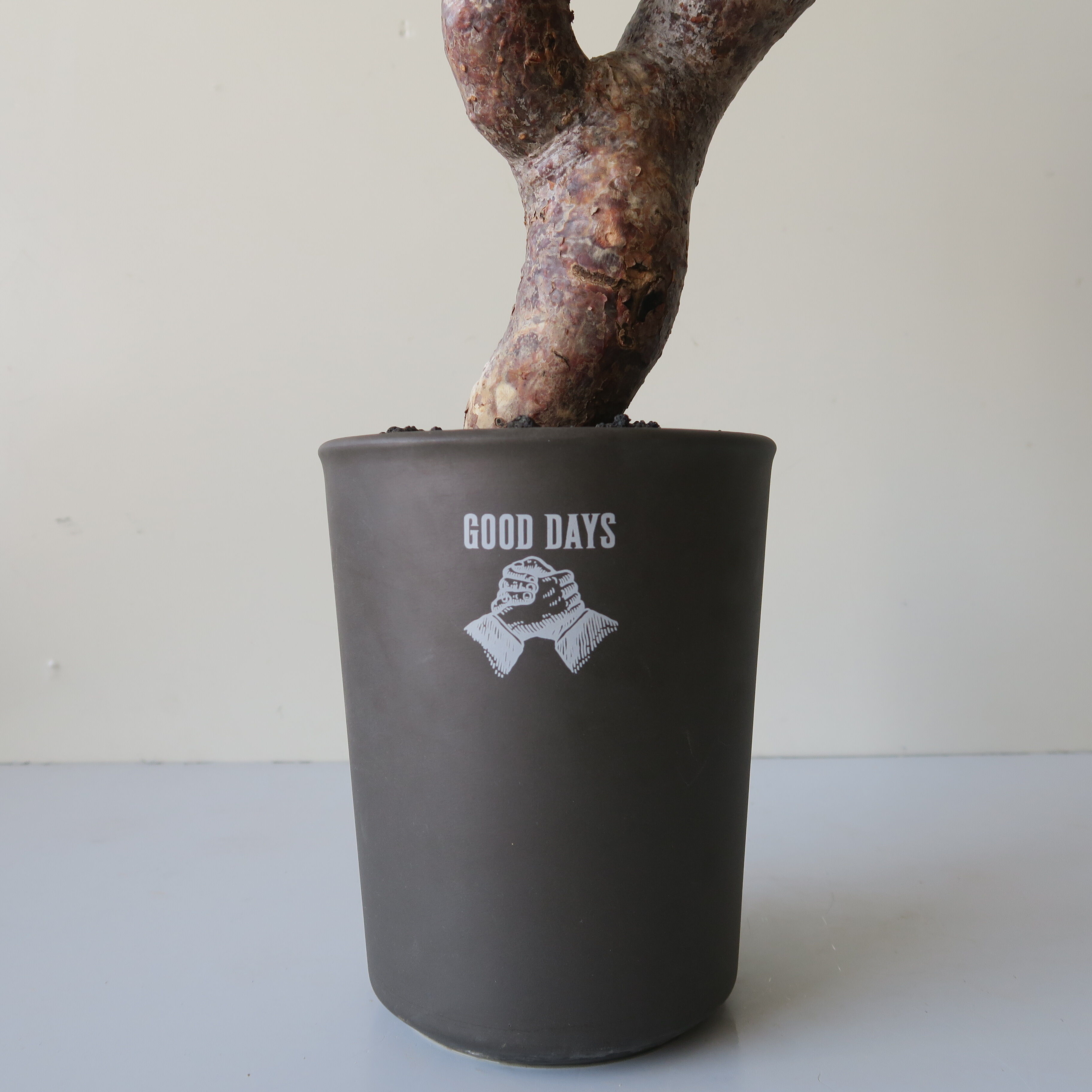 commiphora monstruosa コミフォラモンストローサ GOOD DAYS