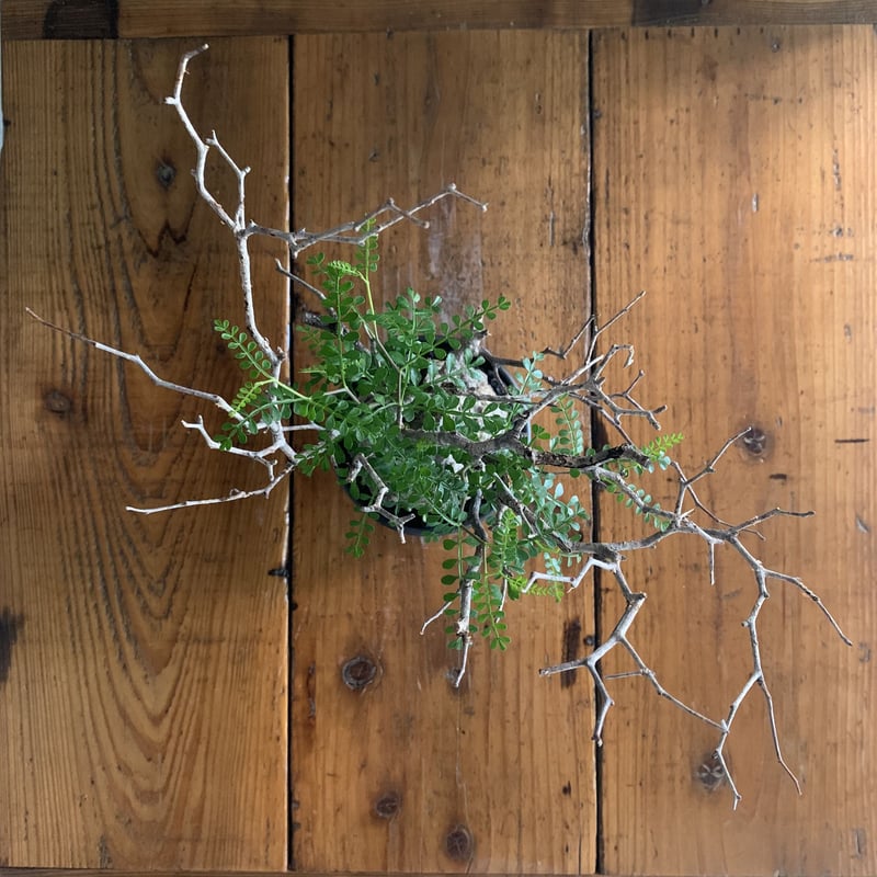 み*や様 【再出品】オペルクリカリア パキプス 鉢ごと 31. オペルクリカリア パキプス 鉢セット 【発根済】 | KOBE