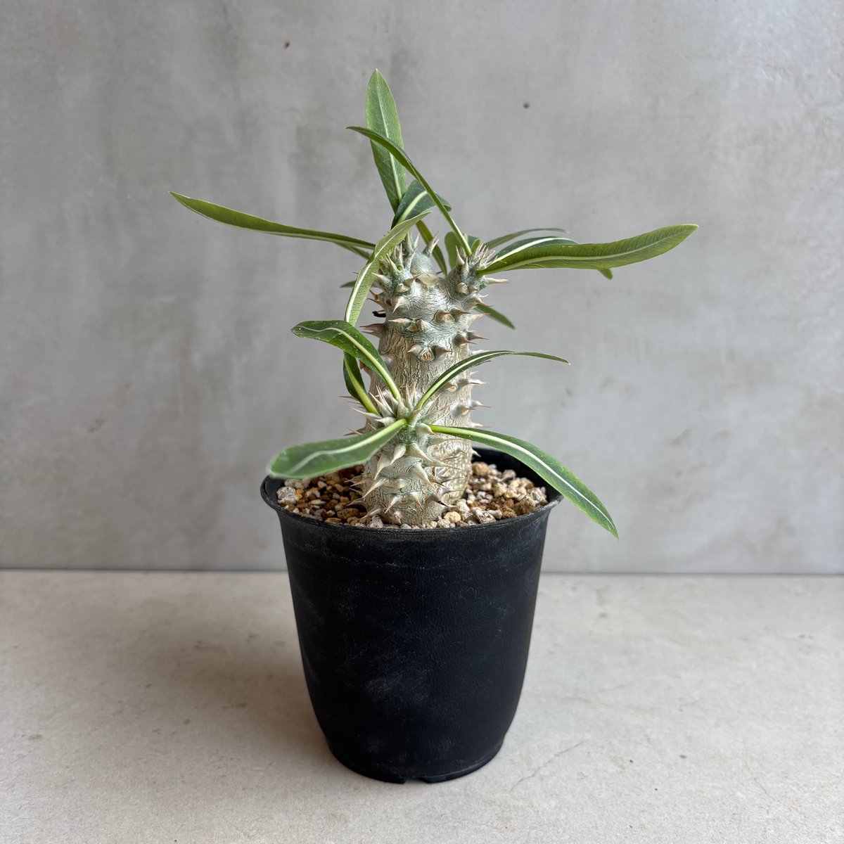 パキポディウム ホロンベンセ 実生 パキポディウム・ホロンベンセ 【実生】(24nov27.h08-3) | GOOD DAYS