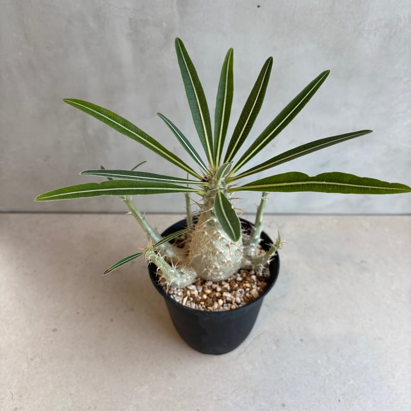 パキポディウム グラキリス　実生　7年　再出品　値下げ依頼可能 値下げ】パキポディウム グラキリス 実生 7株