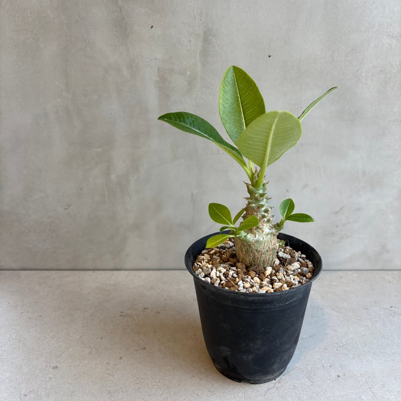 パキポディウム・ウィンゾリー 【実生】(24nov27.h11-8) | GOOD DAYS