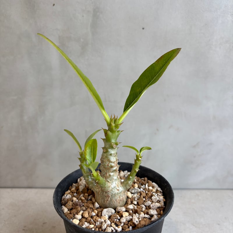 ウインゾリー　いいサイズです。 パキポディウムウィンゾリー | STORES