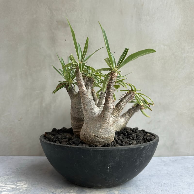 パキポディウムグラキリス42 【CAUDEX LIFE #42】パキポディウム