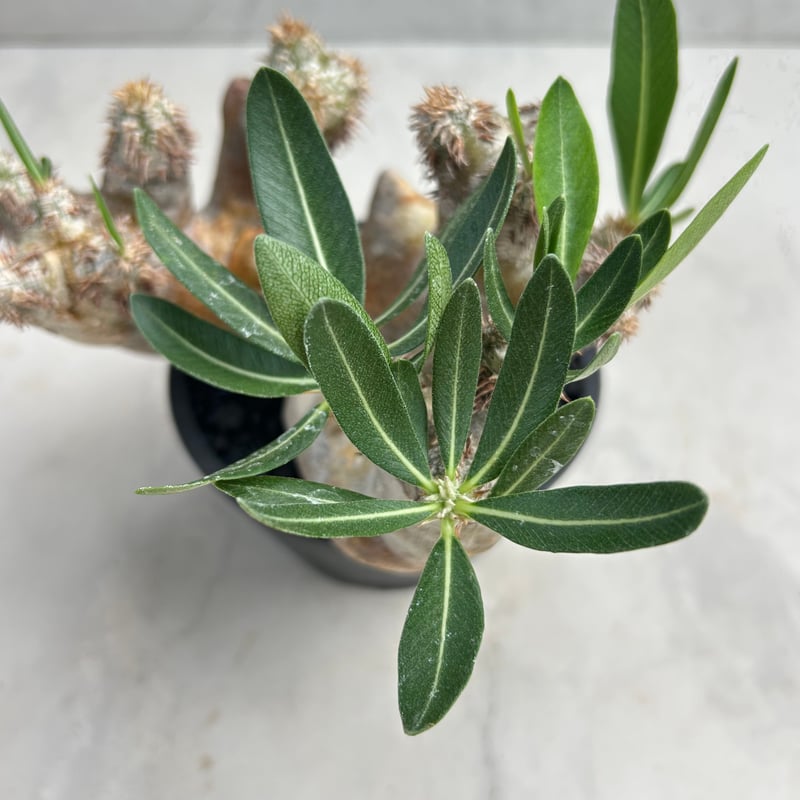 パキポディウム・ブレビカリックス (25jul15v46/2-3) | GOOD DAYS