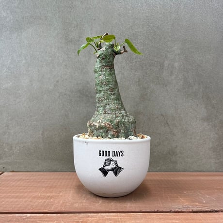 クリスタルグリーン | STORES