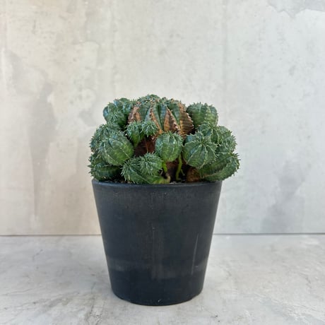 CATEGORY コーデックス | GOOD DAYS