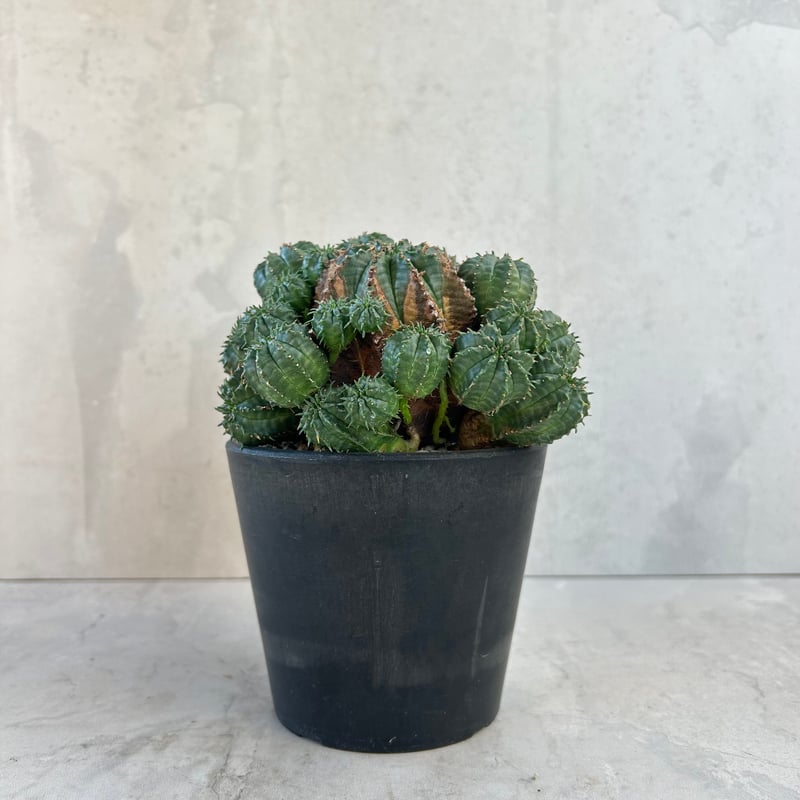 ユーフォルビア バリダ　大株群生　現品鉢ごと発送 ☆特価☆多肉植物：ユーフォルビア バリダ 1鉢*幅1cm前後 現品！一品