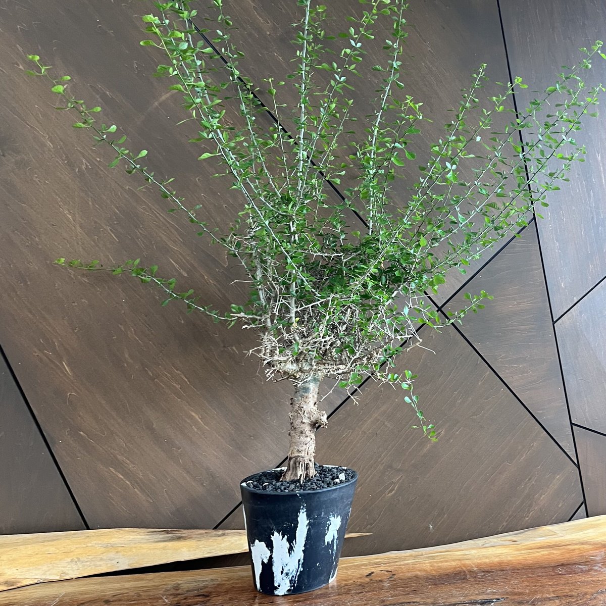 激レア 灌木 几帳面 コミフォラ シンプリキフォリア 特大 