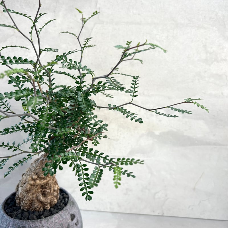 オペルクリカリア・パキプス【浅見五郎助作品鉢】(24dec24.v14-4