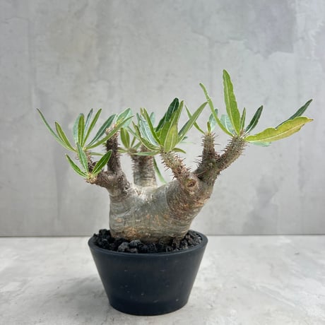 CATEGORY コーデックス | GOOD DAYS