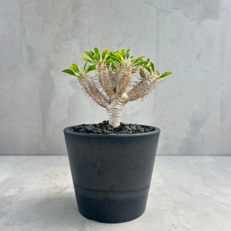 yasuo noto　パキポーズ　グラキリス yasuo noto パキポーズ グラキリス yasuo noto パキポーズ グラキリス