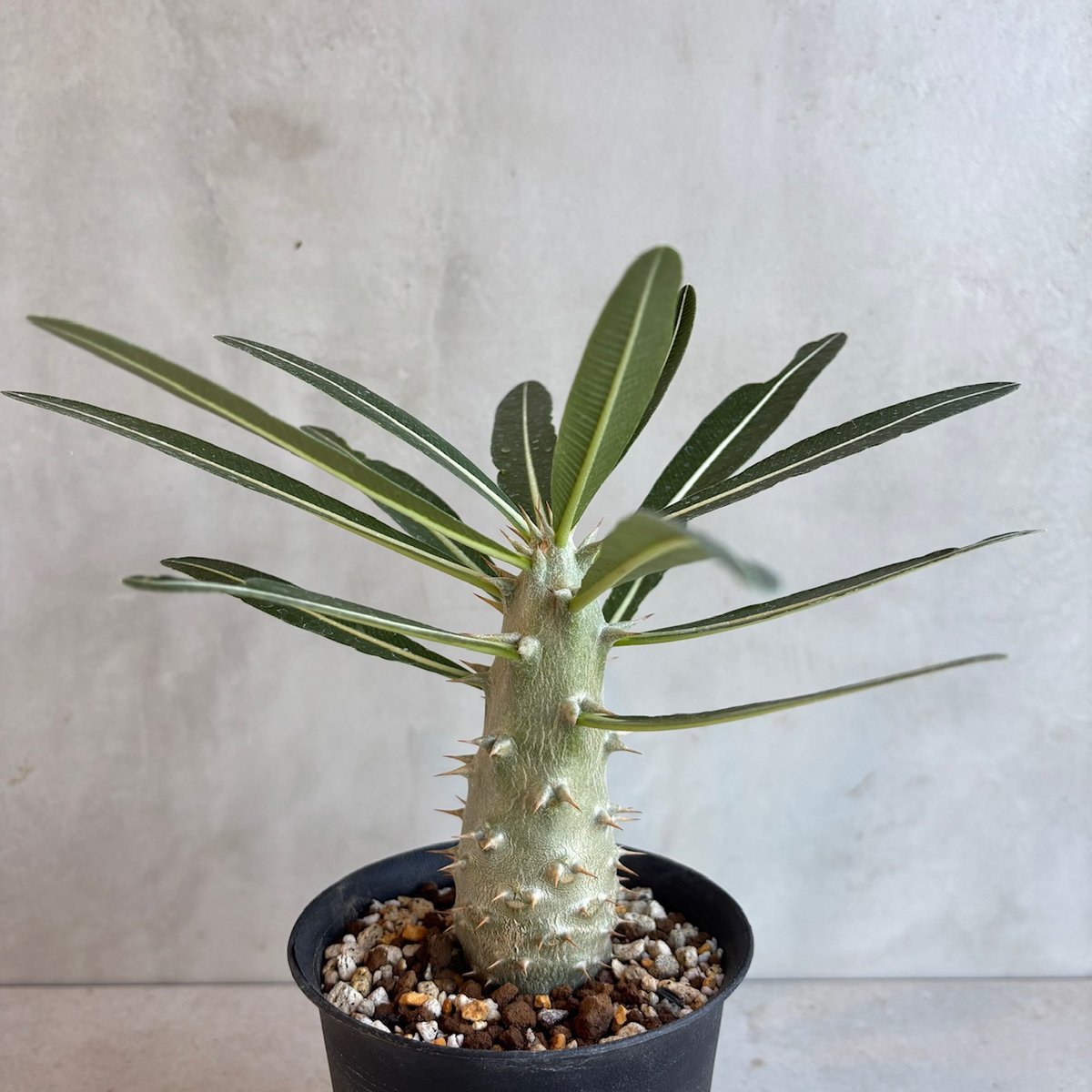 パキポディウム　カクチペス　実生 パキポディウム カクチペス 実生 ① | hanayoshi-botanical