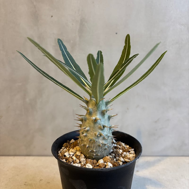 パキポディウム・カクチペス【実生】(24nov27.h07-13) | GOOD DAYS