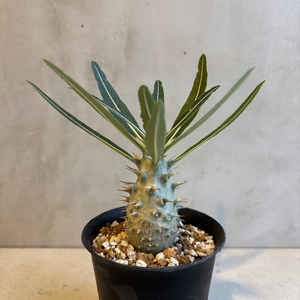 パキポディウム・カクチペス【実生】(24nov27.h07-13) | GOOD DAYS