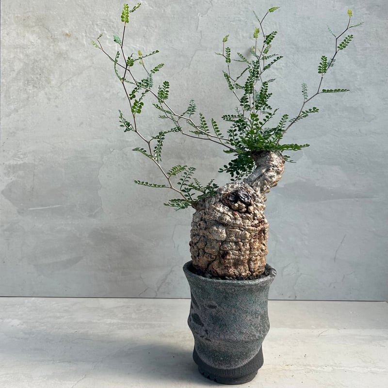 オペルクリカリア パキプス 土日中売り切りたいです。コメントください。良形 オペルクリカリア・パキプス【浅見五郎助作品鉢】(24dec24.v14-22