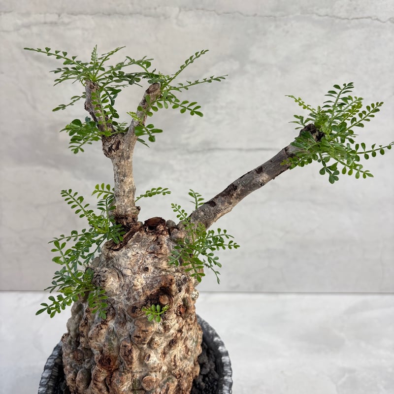 オペルクリカリアパキプス　鉢付き 31. オペルクリカリア パキプス 鉢セット 【発根済】 | KOBE