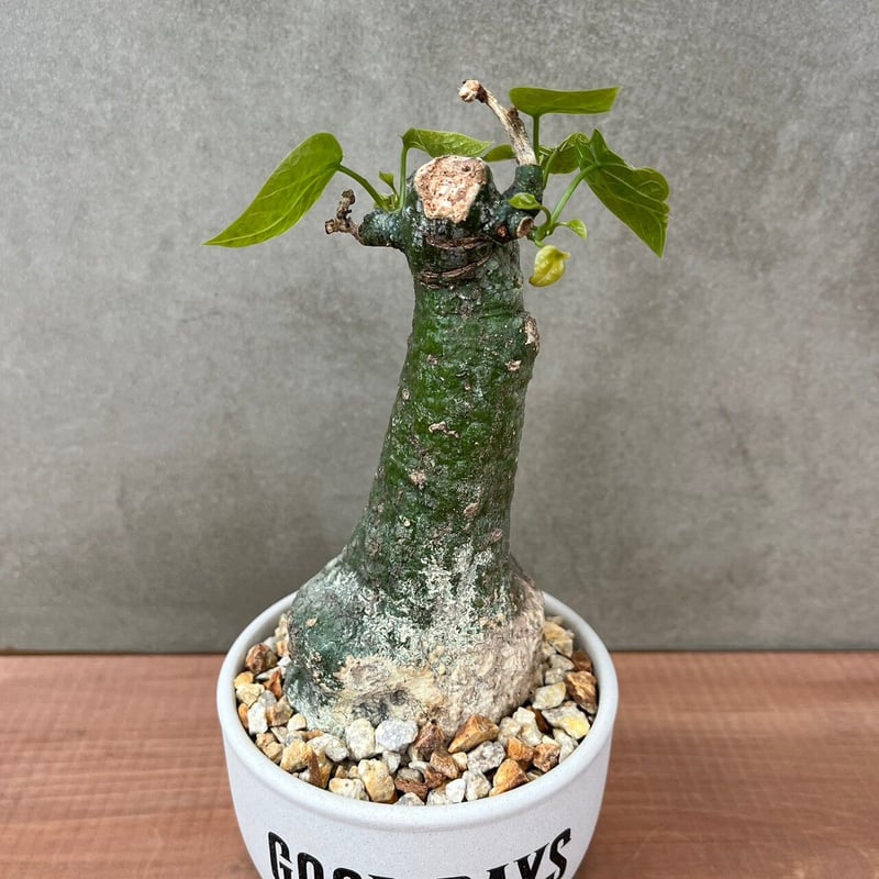 アデニア クリスタルグリーン【GOODDAYS/white鉢セット】23may19