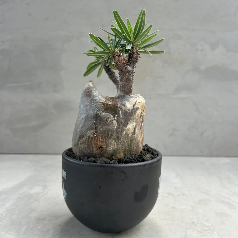 パキポディウム・グラキリス(24dec24.v01-48) | GOOD DAYS