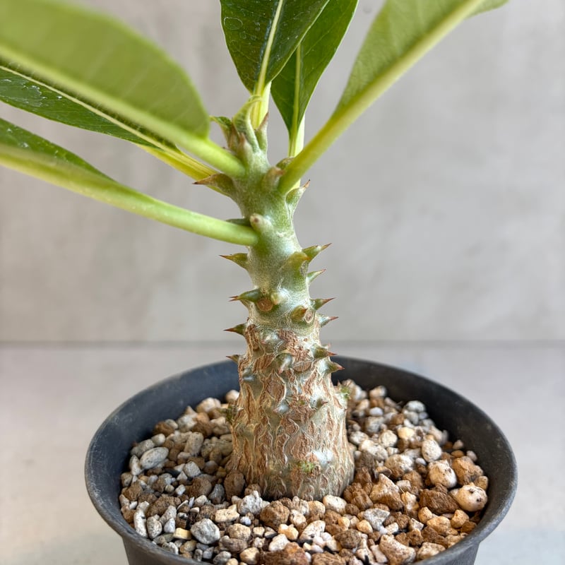 パキポディウム・ウィンゾリー 【実生】(24nov27.h11-12) | GOOD DAYS