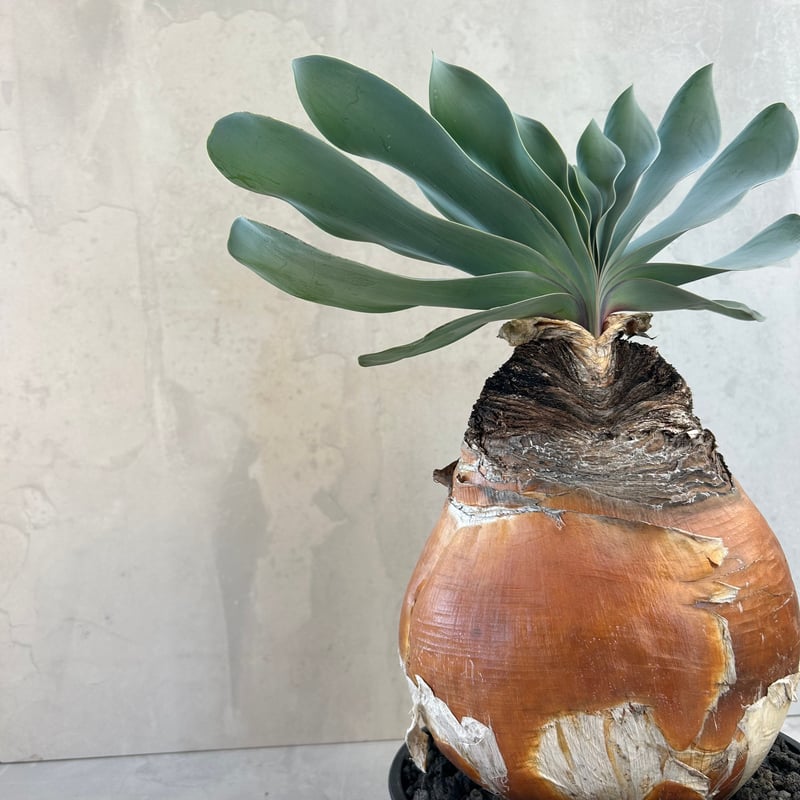 ブーファン ハエマンソイデス ブーファン・ハエマンソイデス(24dec14.e27-4) | GOOD DAYS