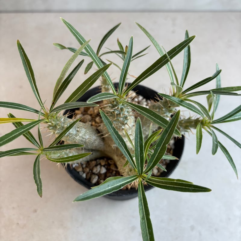 パキポディウム・グラキリス 【実生】(24nov27.h06-12) | GOOD DAYS