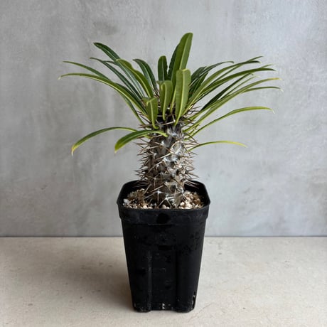 【早い者勝ち】パキポディウム　ラメリー パキポディウム・ラメリー | nebachi