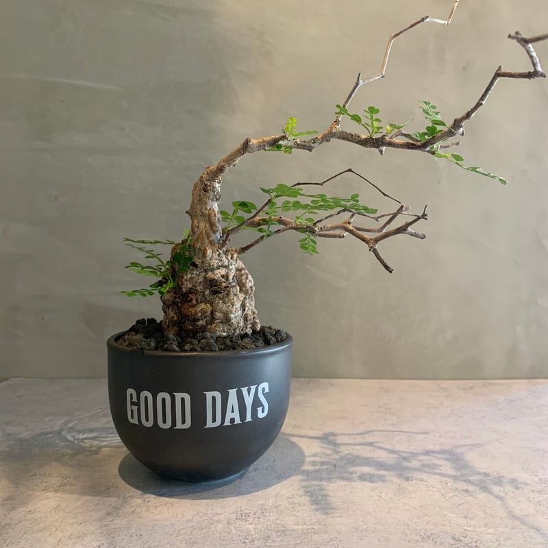 オペルクリカリア　パキプス 黒鉢 5鉢セット 大和プラスチック 洋ラン鉢 8号 3個セット ブラック オペルクリ