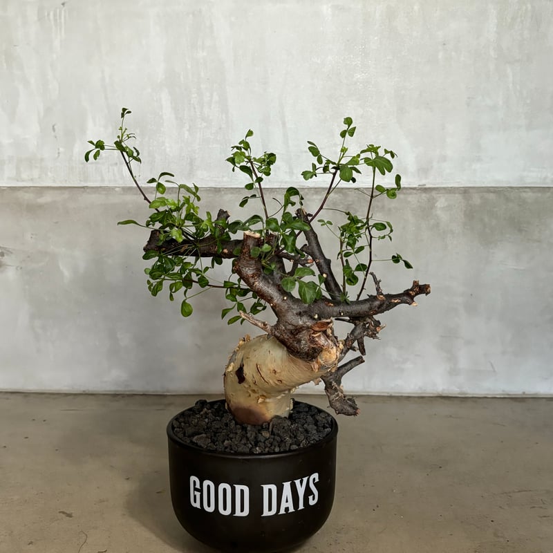 コミフォラ カタフ ピュア【GOODDAYS鉢 black】（24jun29.e1-18） |