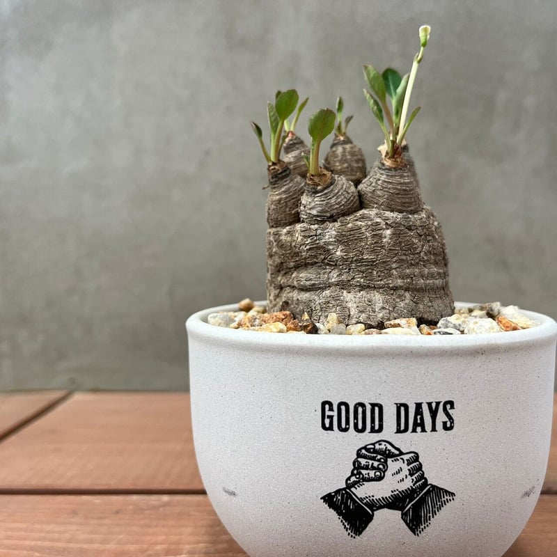 ユーフォルビア ラバティ【GOODDAYS/white鉢セット】23may19.n3-2 |