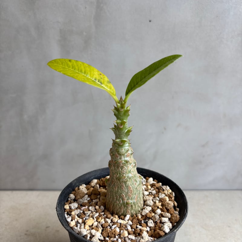 パキポディウム・ウィンゾリー 【実生】(24nov27.h11-3) | GOOD DAYS