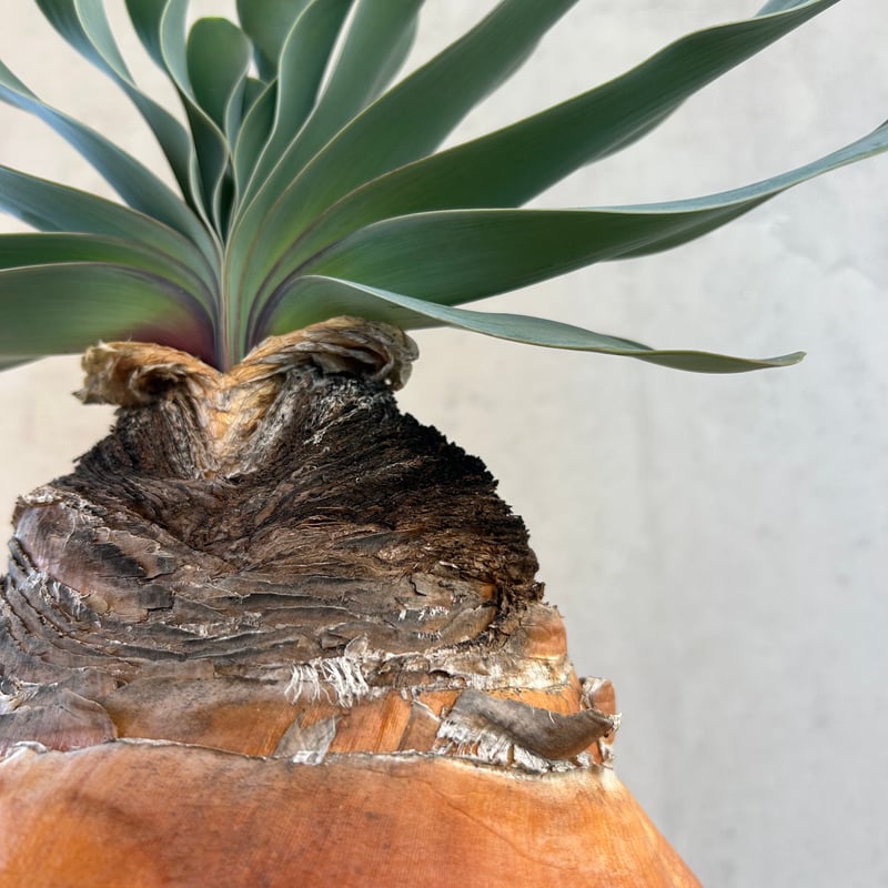 ブーファン・ハエマンソイデス(24dec14.e27-4) | GOOD DAYS